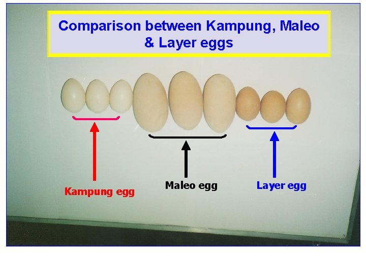 Comparison between Kampung, Maleo & Layer eggs Kampung egg Maleo egg Layer egg 