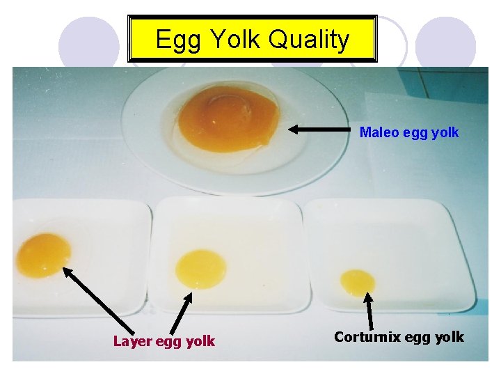 Egg Yolk Quality Maleo egg yolk Layer egg yolk Corturnix egg yolk 