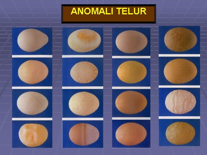 ANOMALI TELUR 