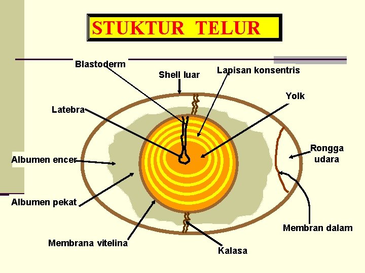 STUKTUR TELUR Blastoderm Shell luar Lapisan konsentris Yolk Latebra Rongga udara Albumen encer Albumen