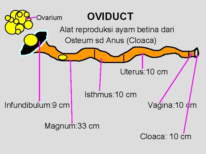 Ovarium OVIDUCT Alat reproduksi ayam betina dari Osteum sd Anus (Cloaca) Uterus: 10 cm
