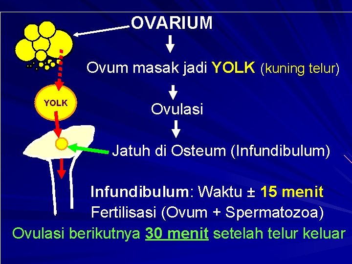 OVARIUM Ovum masak jadi YOLK (kuning telur) YOLK Ovulasi Jatuh di Osteum (Infundibulum) Infundibulum: