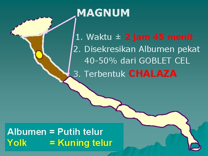 MAGNUM 1. Waktu ± 2 jam 45 menit 2. Disekresikan Albumen pekat 40 -50%