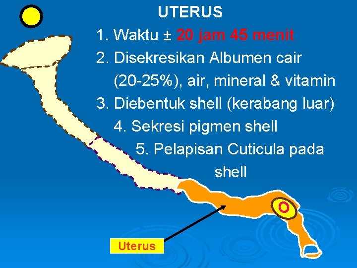 UTERUS 1. Waktu ± 20 jam 45 menit 2. Disekresikan Albumen cair (20 -25%),