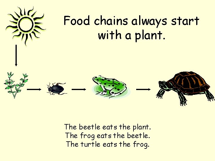 Food chains always start with a plant. The beetle eats the plant. The frog