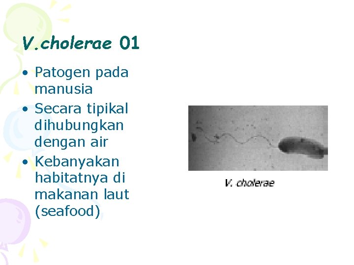 V. cholerae 01 • Patogen pada manusia • Secara tipikal dihubungkan dengan air •