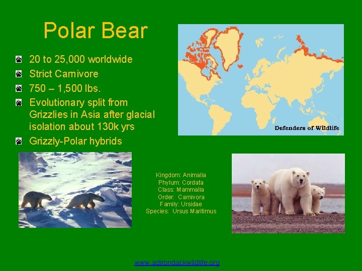 Polar Bear 20 to 25, 000 worldwide Strict Carnivore 750 – 1, 500 lbs.