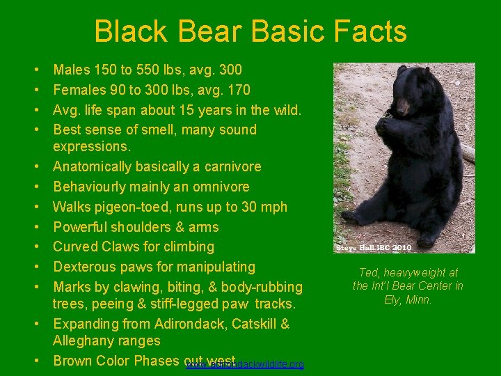 Black Bear Basic Facts • • • • Males 150 to 550 lbs, avg.