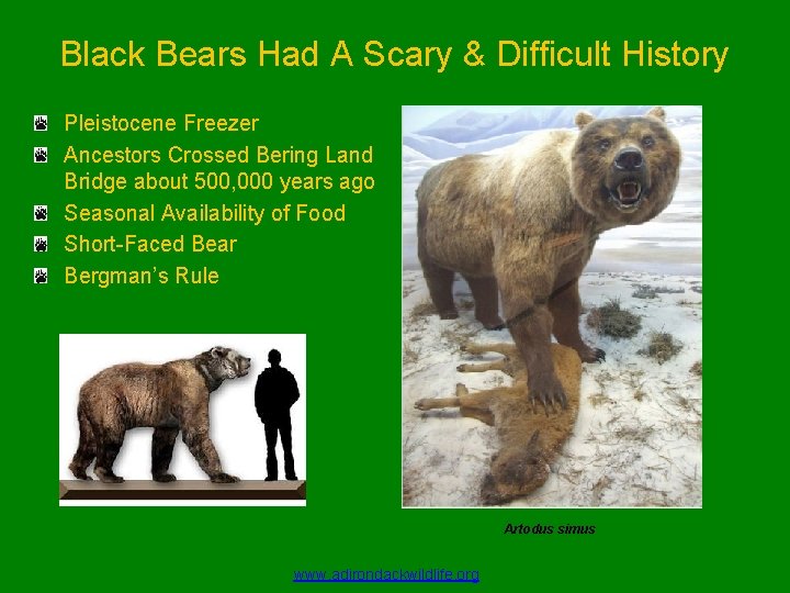 Black Bears Had A Scary & Difficult History Pleistocene Freezer Ancestors Crossed Bering Land