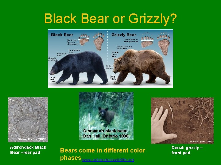 Black Bear or Grizzly? Cinnamon black bear, Dan Hall, Ontario 1990 Adirondack Black Bear