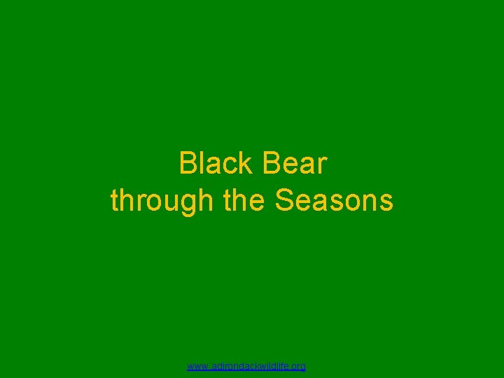 Black Bear through the Seasons www. adirondackwildlife. org 
