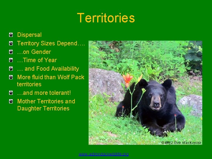 Territories Dispersal Territory Sizes Depend…. …on Gender …Time of Year … and Food Availability