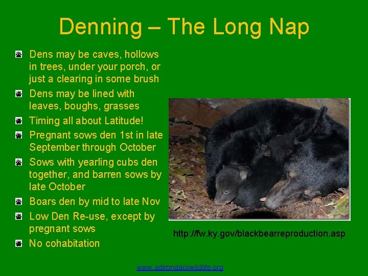 Denning – The Long Nap Dens may be caves, hollows in trees, under your