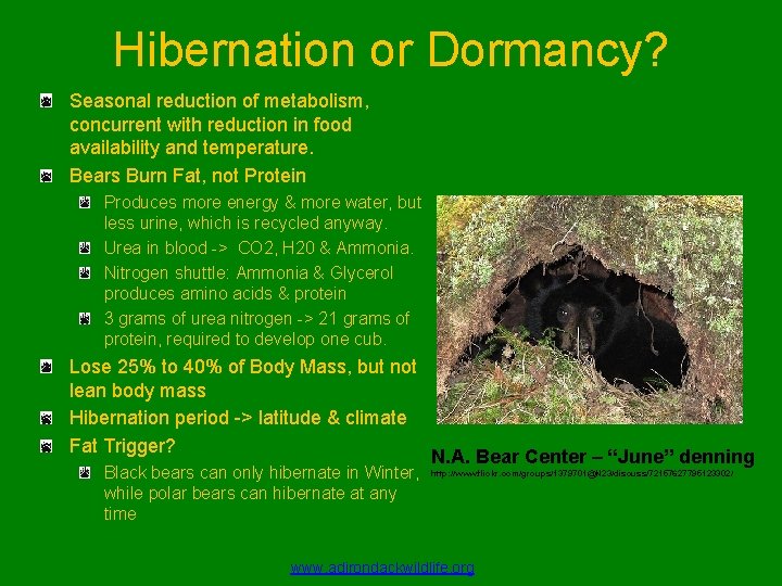 Hibernation or Dormancy? Seasonal reduction of metabolism, concurrent with reduction in food availability and