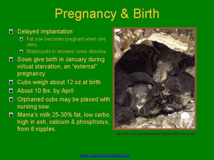 Pregnancy & Birth Delayed implantation Fat sow becomes pregnant when she dens Blastocysts in