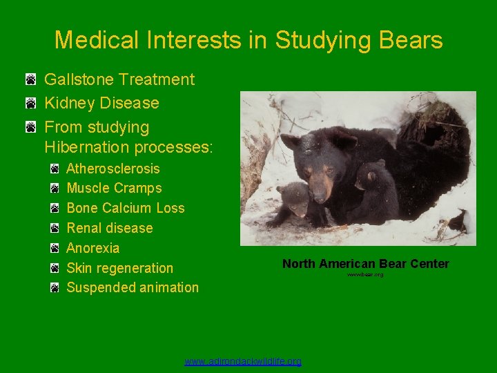 Medical Interests in Studying Bears Gallstone Treatment Kidney Disease From studying Hibernation processes: Atherosclerosis
