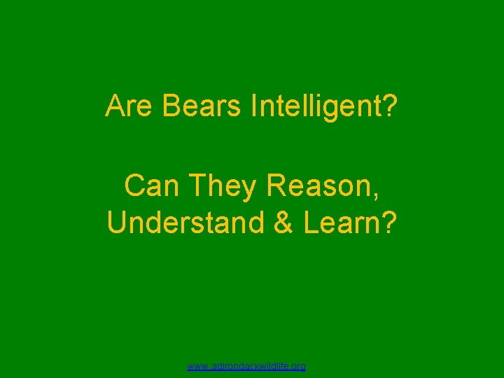 Are Bears Intelligent? Can They Reason, Understand & Learn? www. adirondackwildlife. org 