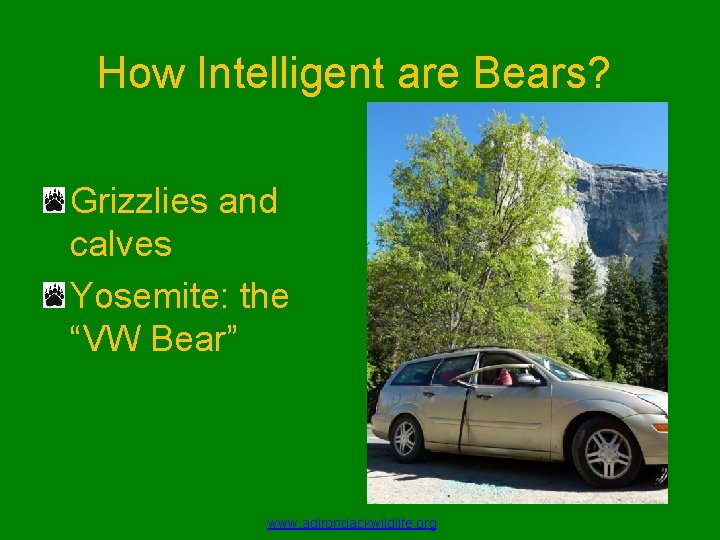 How Intelligent are Bears? Grizzlies and calves Yosemite: the “VW Bear” www. adirondackwildlife. org