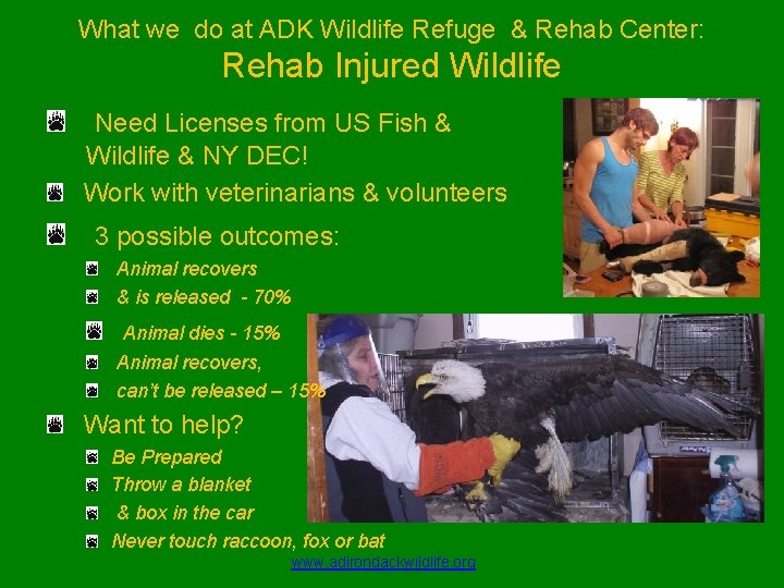 What we do at ADK Wildlife Refuge & Rehab Center: Rehab Injured Wildlife Need