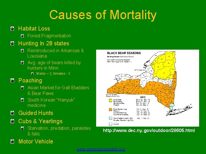 Causes of Mortality Habitat Loss Forest Fragmentation Hunting In 28 states Reintroduced in Arkansas