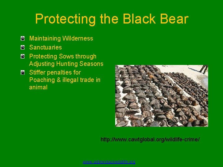 Protecting the Black Bear Maintaining Wilderness Sanctuaries Protecting Sows through Adjusting Hunting Seasons Stiffer