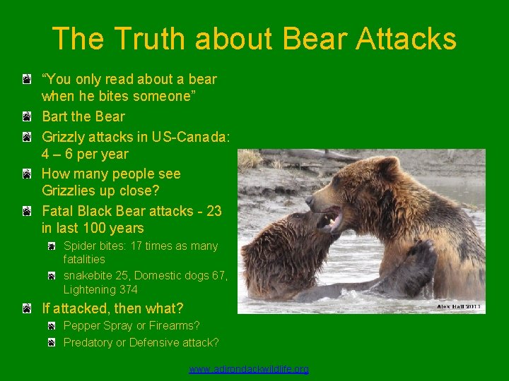 The Truth about Bear Attacks “You only read about a bear when he bites