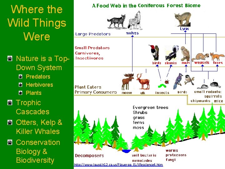 Where the Wild Things Were Nature is a Top. Down System Predators Herbivores Plants