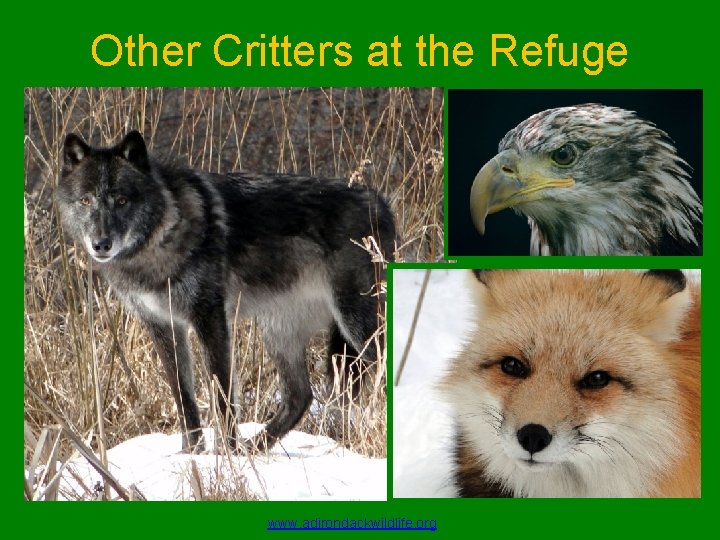 Other Critters at the Refuge www. adirondackwildlife. org 