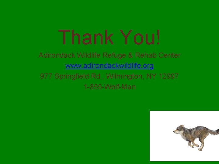 Thank You! Adirondack Wildlife Refuge & Rehab Center www. adirondackwildlife. org 977 Springfield Rd.