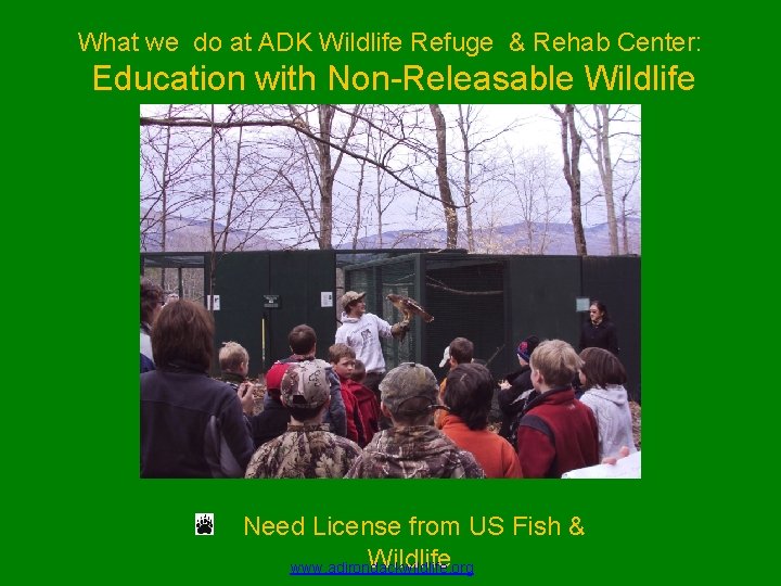 What we do at ADK Wildlife Refuge & Rehab Center: Education with Non-Releasable Wildlife