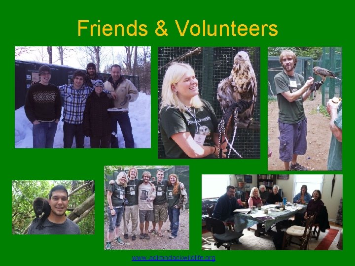 Friends & Volunteers www. adirondackwildlife. org 