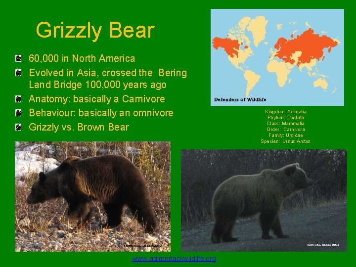 Grizzly Bear 60, 000 in North America Evolved in Asia, crossed the Bering Land