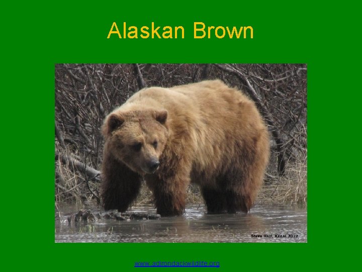 Alaskan Brown www. adirondackwildlife. org 