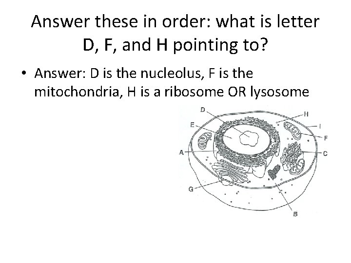 Answer these in order: what is letter D, F, and H pointing to? •