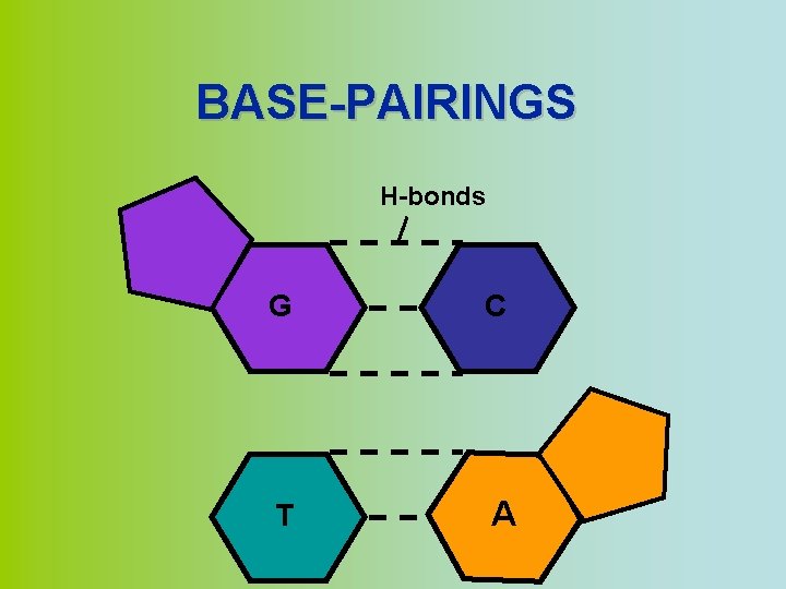 BASE-PAIRINGS H-bonds G C T A 