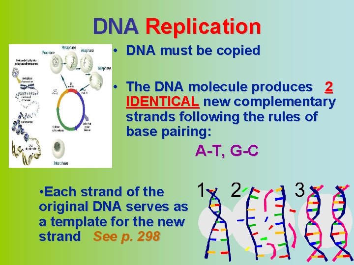 DNA Replication • DNA must be copied • The DNA molecule produces 2 IDENTICAL