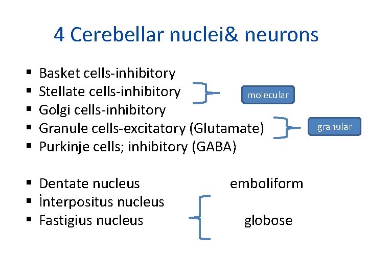4 Cerebellar nuclei& neurons Basket cells-inhibitory Stellate cells-inhibitory molecular Golgi cells-inhibitory Granule cells-excitatory (Glutamate)