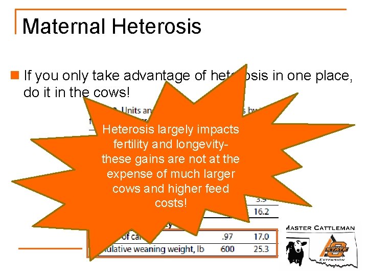 Maternal Heterosis n If you only take advantage of heterosis in one place, do