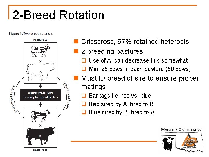 2 -Breed Rotation n Crisscross, 67% retained heterosis n 2 breeding pastures q Use