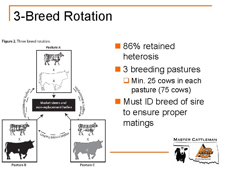 3 -Breed Rotation n 86% retained heterosis n 3 breeding pastures q Min. 25