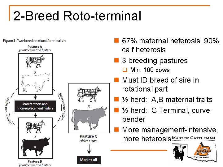 2 -Breed Roto-terminal n 67% maternal heterosis, 90% calf heterosis n 3 breeding pastures