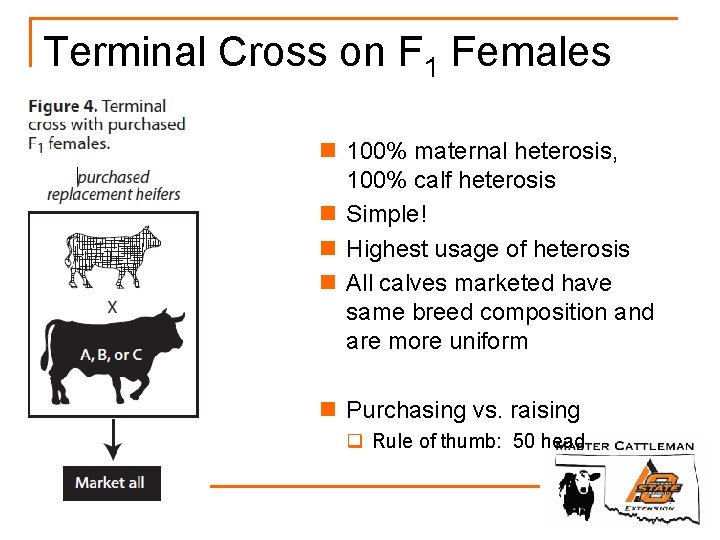 Terminal Cross on F 1 Females n 100% maternal heterosis, 100% calf heterosis n