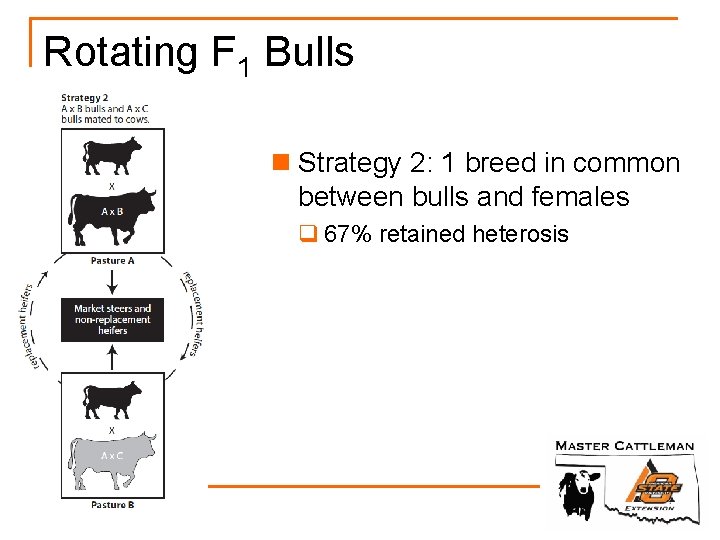 Rotating F 1 Bulls n Strategy 2: 1 breed in common between bulls and