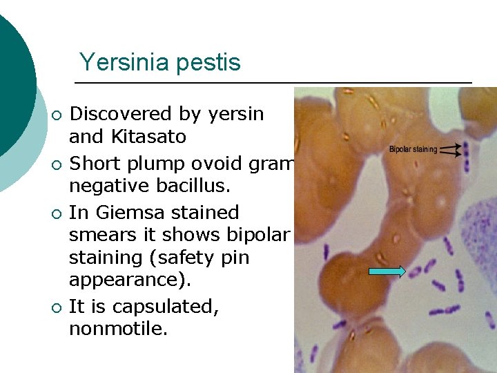 Yersinia pestis ¡ ¡ Discovered by yersin and Kitasato Short plump ovoid gram negative