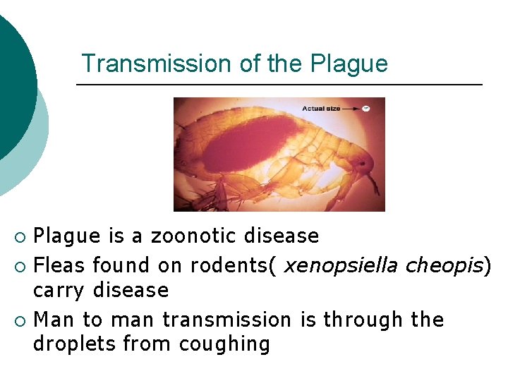 Transmission of the Plague is a zoonotic disease ¡ Fleas found on rodents( xenopsiella