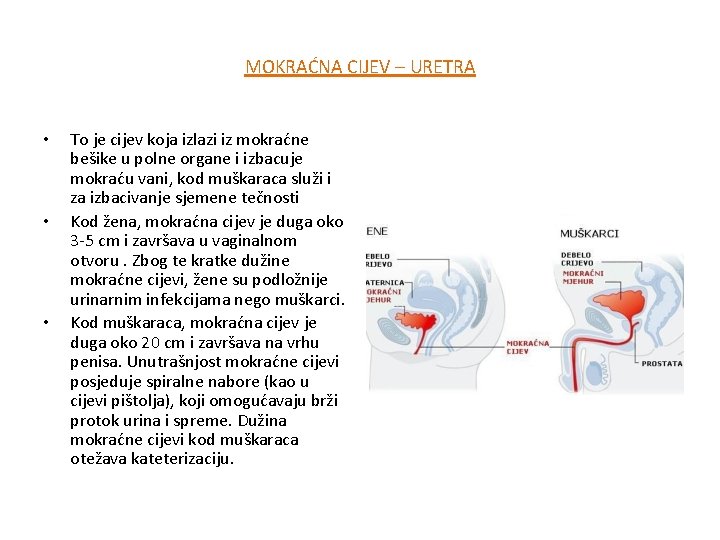 MOKRAĆNA CIJEV – URETRA • • • To je cijev koja izlazi iz mokraćne