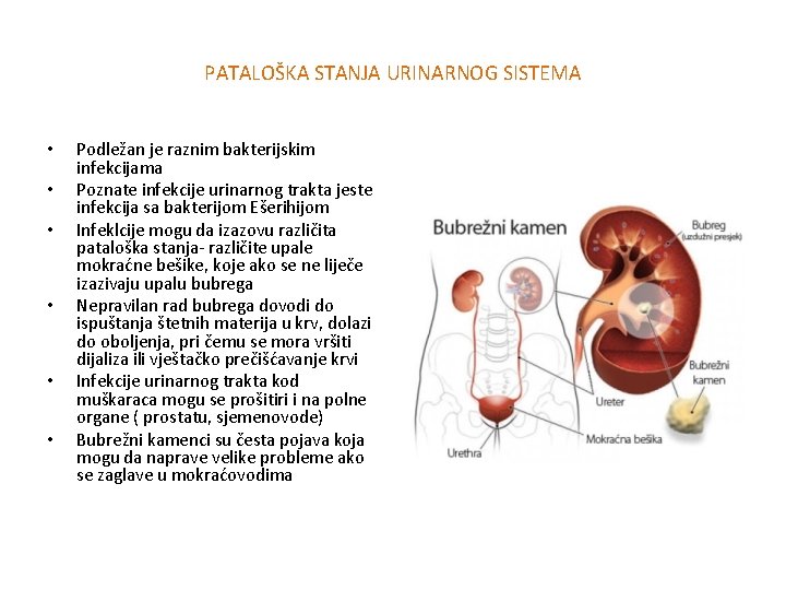 PATALOŠKA STANJA URINARNOG SISTEMA • • • Podležan je raznim bakterijskim infekcijama Poznate infekcije