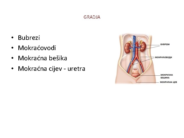 GRADJA • • Bubrezi Mokraćovodi Mokraćna bešika Mokraćna cijev - uretra 