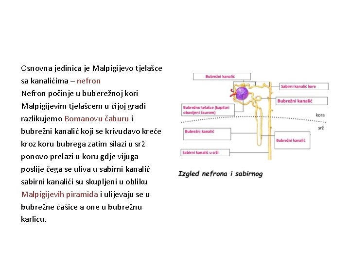 Osnovna jedinica je Malpigijevo tjelašce sa kanalićima – nefron Nefron počinje u buberežnoj kori