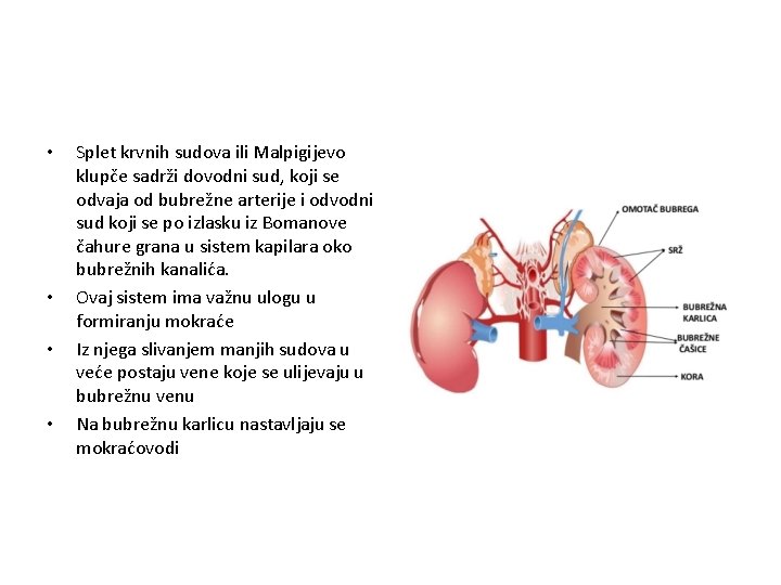  • • Splet krvnih sudova ili Malpigijevo klupče sadrži dovodni sud, koji se